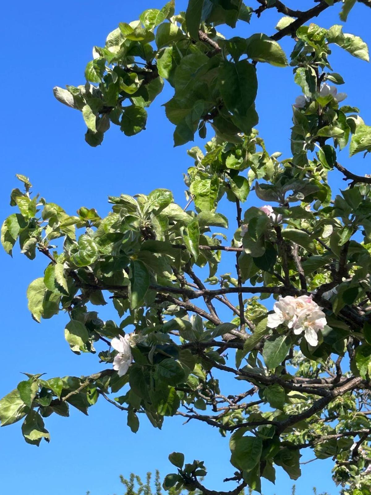 Appartamento The Apple Tree Chestfield Esterno foto